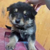 Thumbnail photo of Kit Kat #2