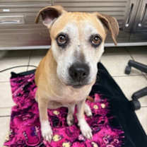 Thumbnail photo of Safira #2