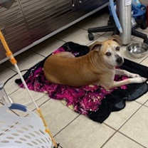 Thumbnail photo of Safira #3