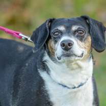 Thumbnail photo of Lulu #2