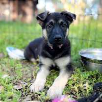 Thumbnail photo of SAM #2