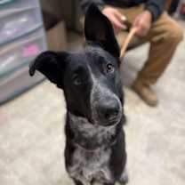 Thumbnail photo of Watson #1