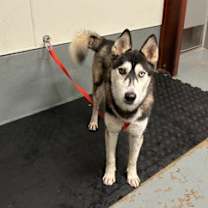 Thumbnail photo of Paisley #1