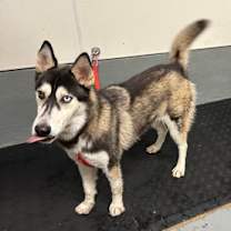 Thumbnail photo of Paisley #2