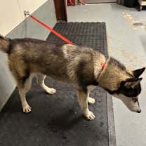 Thumbnail photo of Paisley #3