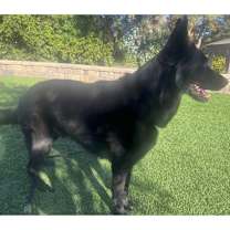 Thumbnail photo of Finn #3