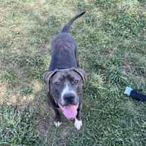 Thumbnail photo of Bella #3