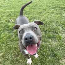 Thumbnail photo of Roscoe #2