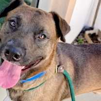 Thumbnail photo of Brownie #1