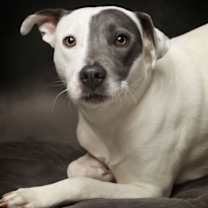 Thumbnail photo of Patches #2