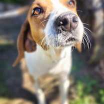 Thumbnail photo of Mason #4