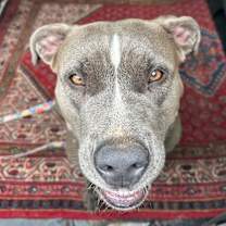 Thumbnail photo of Blue #3