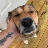 Thumbnail photo of Roxy #1