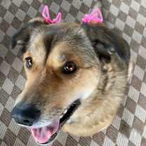 Thumbnail photo of Roxy #3