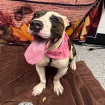 Thumbnail photo of Bessy #3