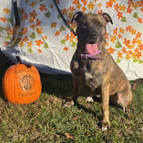 Thumbnail photo of Stella Blue #1