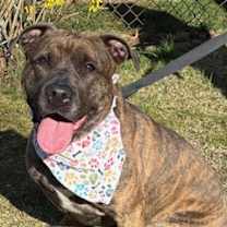 Thumbnail photo of Stella Blue #2