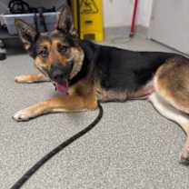 Thumbnail photo of Raven #4