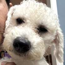 Thumbnail photo of LENNOX #1