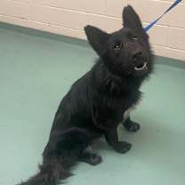 Thumbnail photo of Loki #1