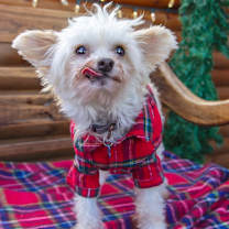 Thumbnail photo of Forrest #2