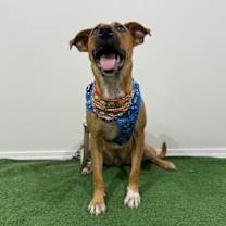 Thumbnail photo of Wasabi #3