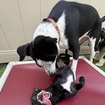 Thumbnail photo of Gussie (Gus Gus) #4