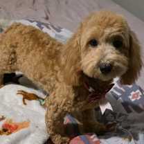 Thumbnail photo of Bubbles PENDING #1