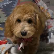 Thumbnail photo of Bubbles PENDING #2