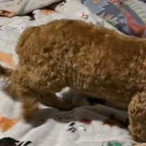 Thumbnail photo of Bubbles PENDING #3