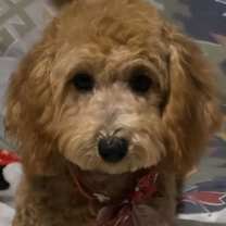 Thumbnail photo of Bubbles PENDING #4