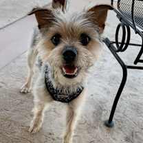 Thumbnail photo of Obi & Leah #4