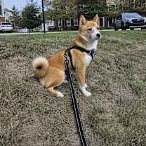 Thumbnail photo of Cheeto #4