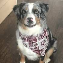 Thumbnail photo of Josie #1