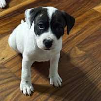 Thumbnail photo of Baron Bomburst #1