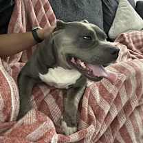 Thumbnail photo of Beanie #2