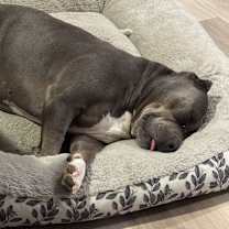 Thumbnail photo of Beanie #4