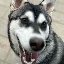 Thumbnail photo of Shiloh #1