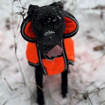 Thumbnail photo of Hope (Nelson Litter) #4