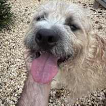 Thumbnail photo of Nugget #1