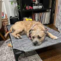 Thumbnail photo of Nugget #2