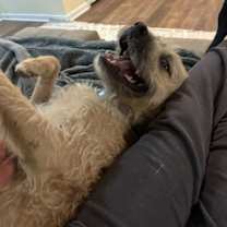 Thumbnail photo of Nugget #3