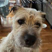 Thumbnail photo of Nugget #4