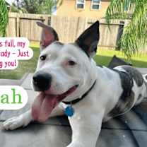 Thumbnail photo of NYLAH #3