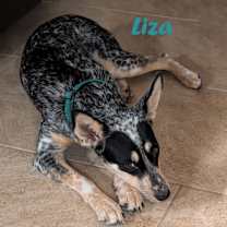 Thumbnail photo of Liza Love #1