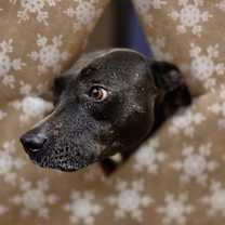 Thumbnail photo of SHILOH: $0 Adoption Fee! #3