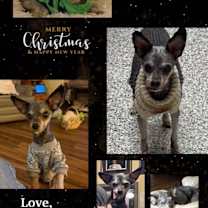 Thumbnail photo of Gremlin(Poncho)~ #1