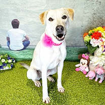 Thumbnail photo of SOMI #1