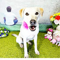 Thumbnail photo of SOMI #4