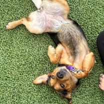 Thumbnail photo of Abby #4